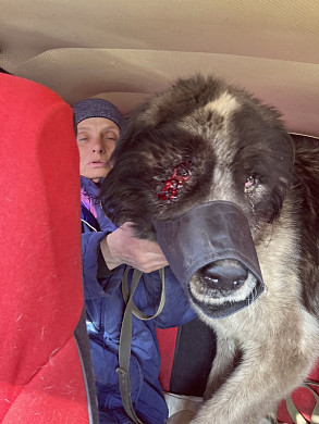 В Ивановской области пьющие хозяева заморили алабая голодом